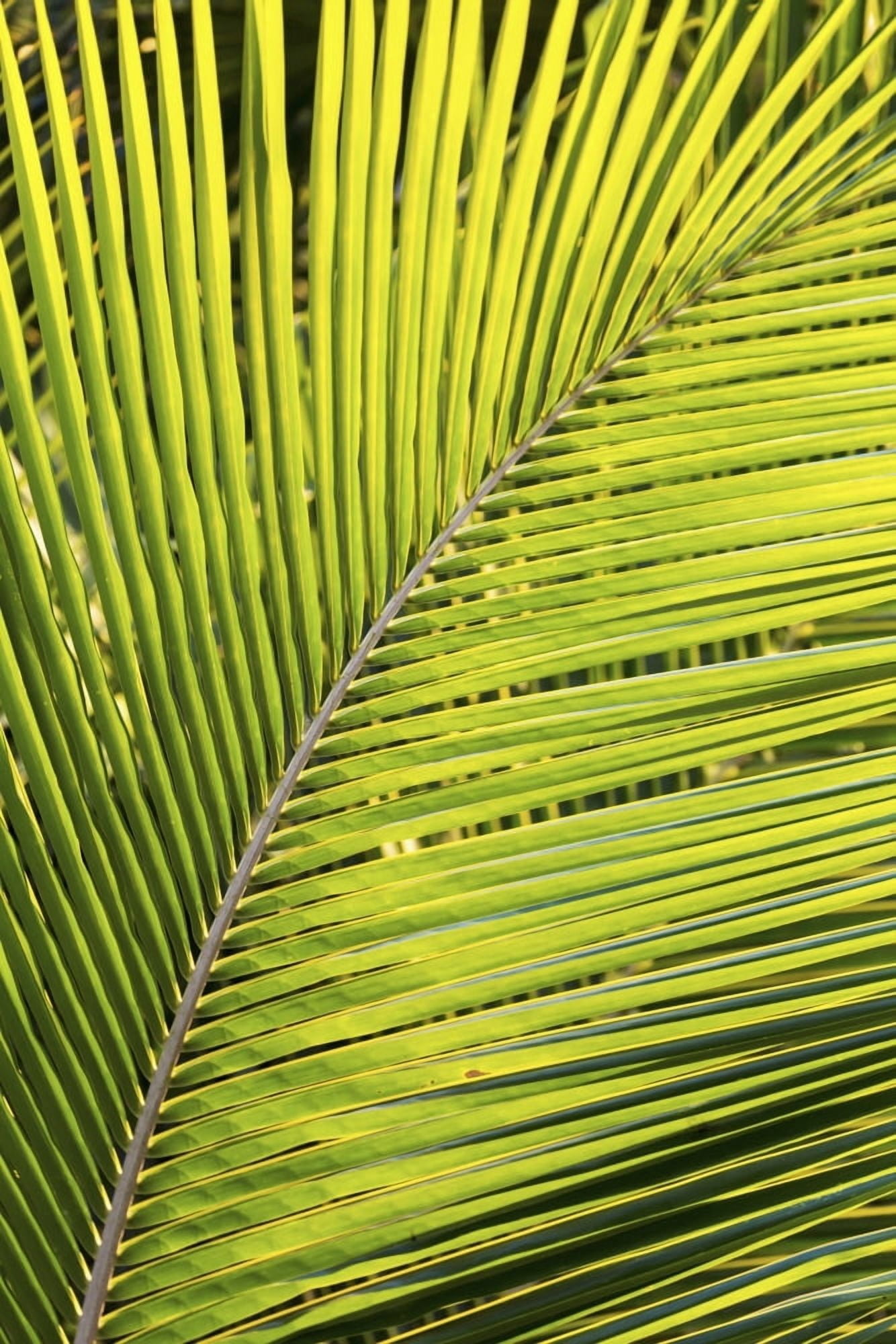 Close up of a palm tree branch glowing from the sunlight Akumal Quintana Roo Mexico Canvas Art - Michael Interisano Design Pics (24 x 38)