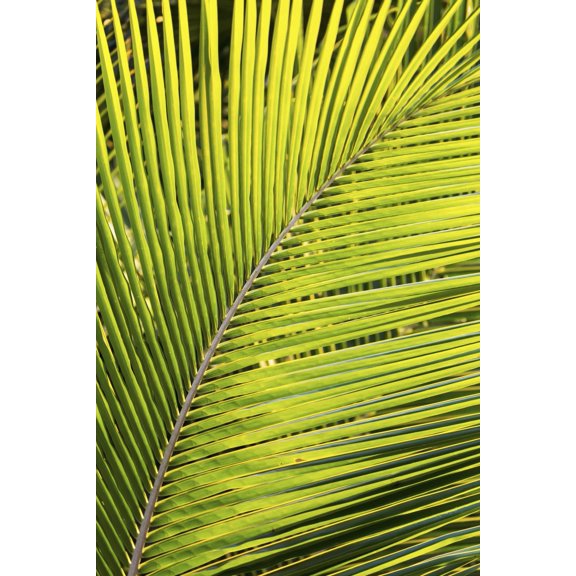 Close up of a palm tree branch glowing from the sunlight; Akumal, Quintana Roo, Mexico Poster Print (24 x 38)