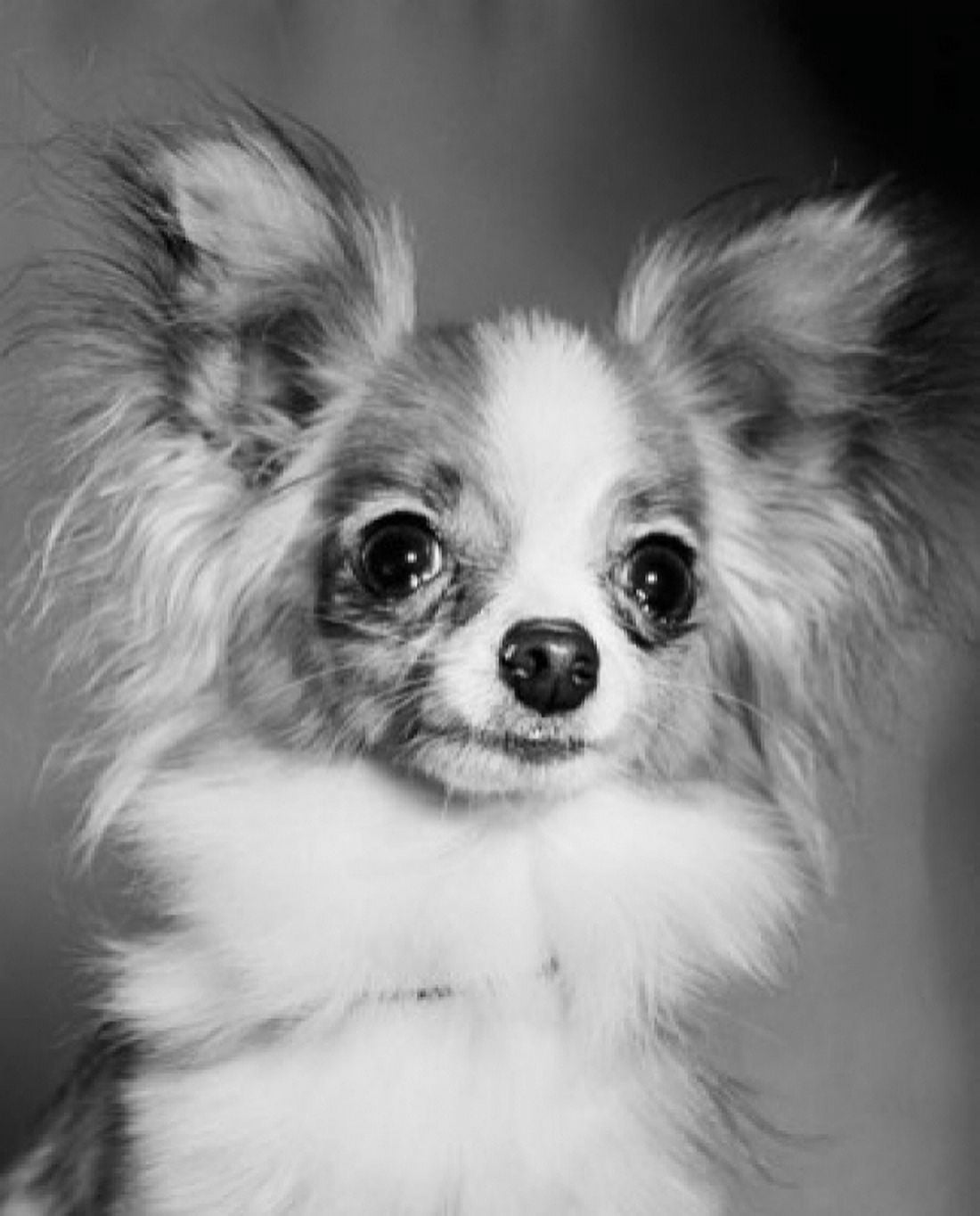 Close-up of a papillon Canvas Art - (24 x 36)
