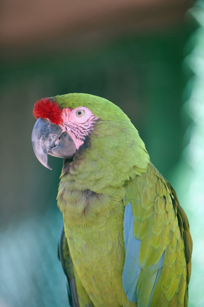 Close up of a parrotPuerto vallarta mexico Canvas Art - Jim Julien Design Pics (12 x 19)