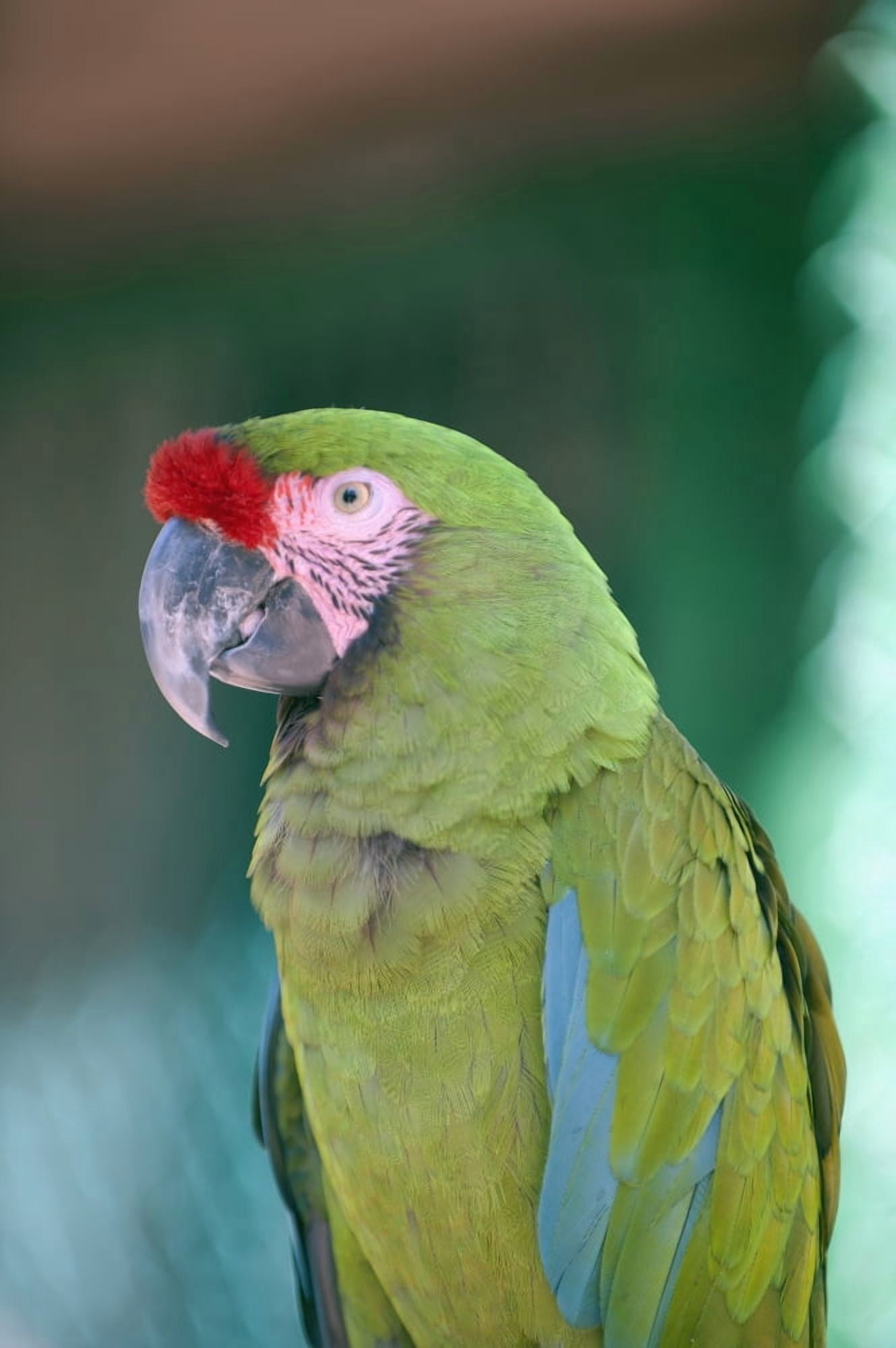 Close up of a parrotPuerto vallarta mexico Canvas Art - Jim Julien Design Pics (24 x 38)