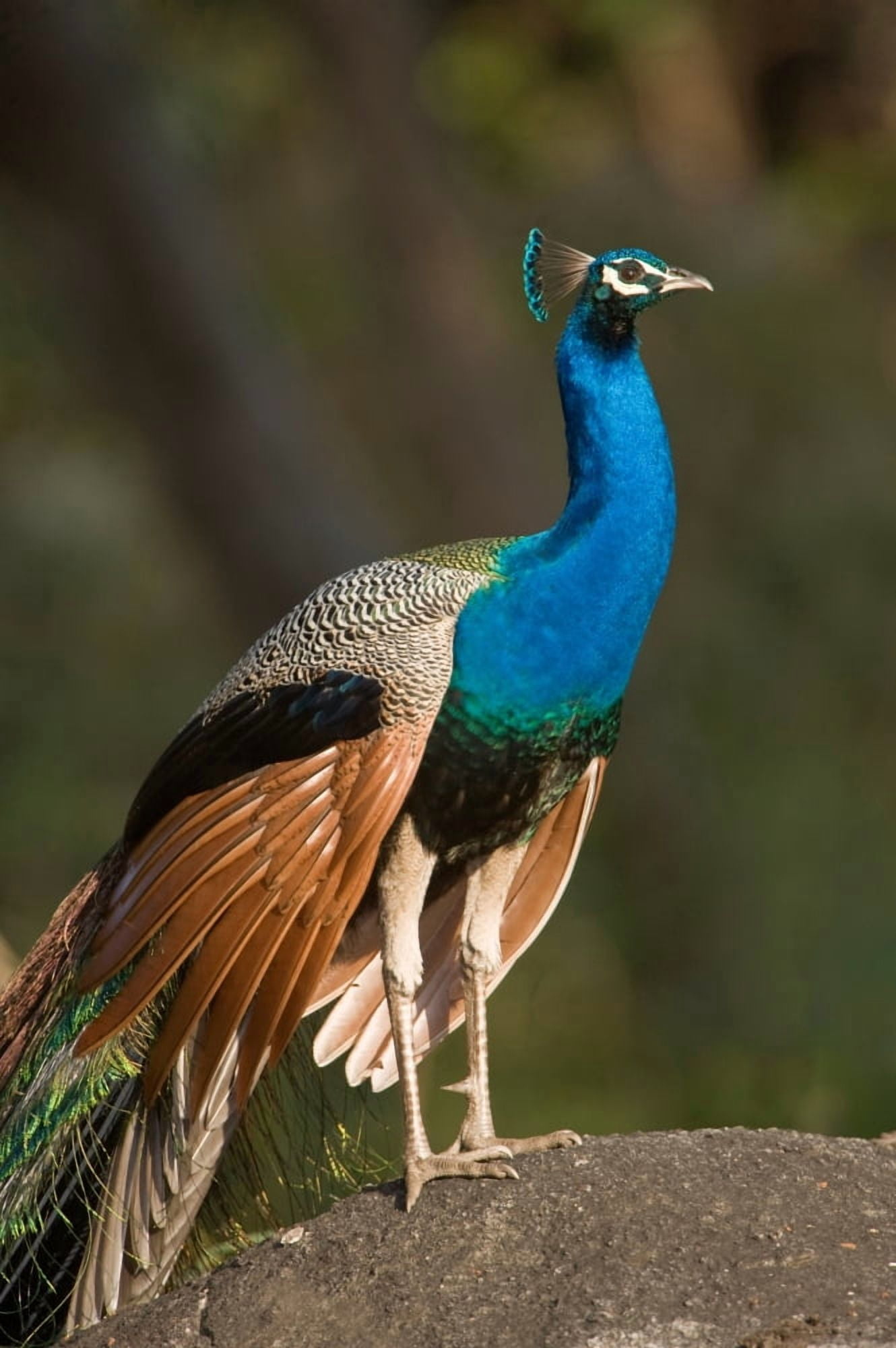Close-up of a peacock Bandhavgarh National Park Umaria District Madhya Pradesh India Canvas Art - Panoramic Images (27 x 9)