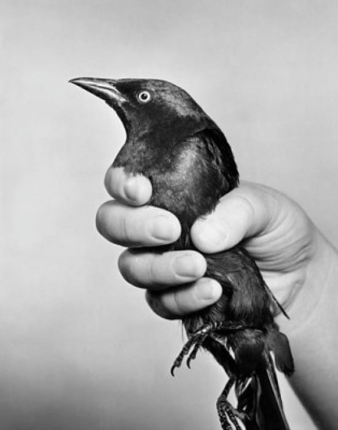 Close-up of a persons hand holding a bird Canvas Art - (24 x 36)