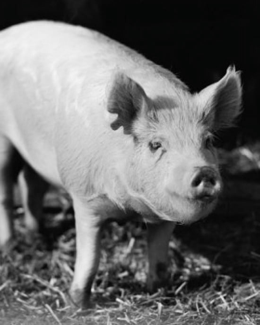 Close-up of a pig Canvas Art - (18 x 24)