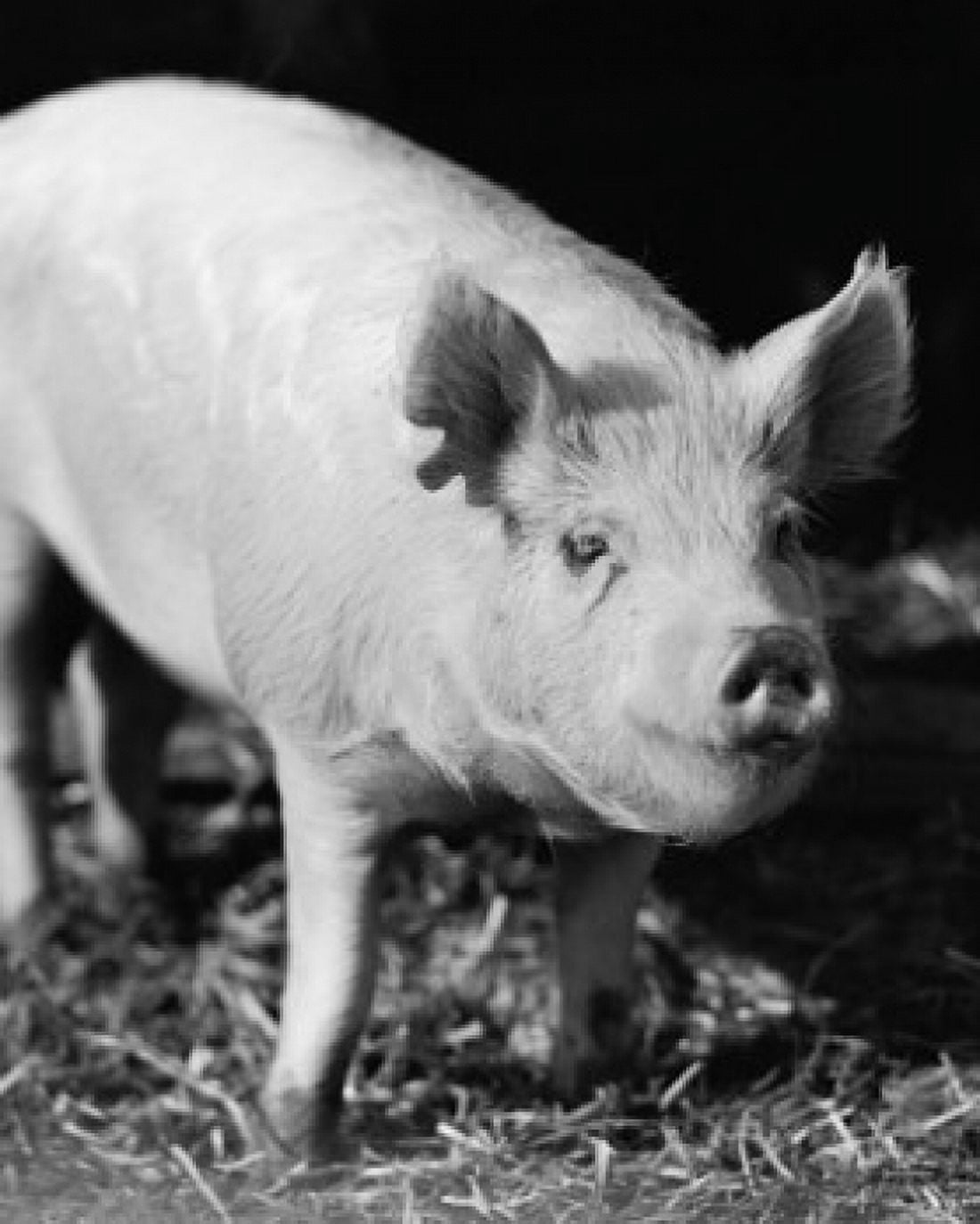 Close-up of a pig Canvas Art -  (24 x 36)