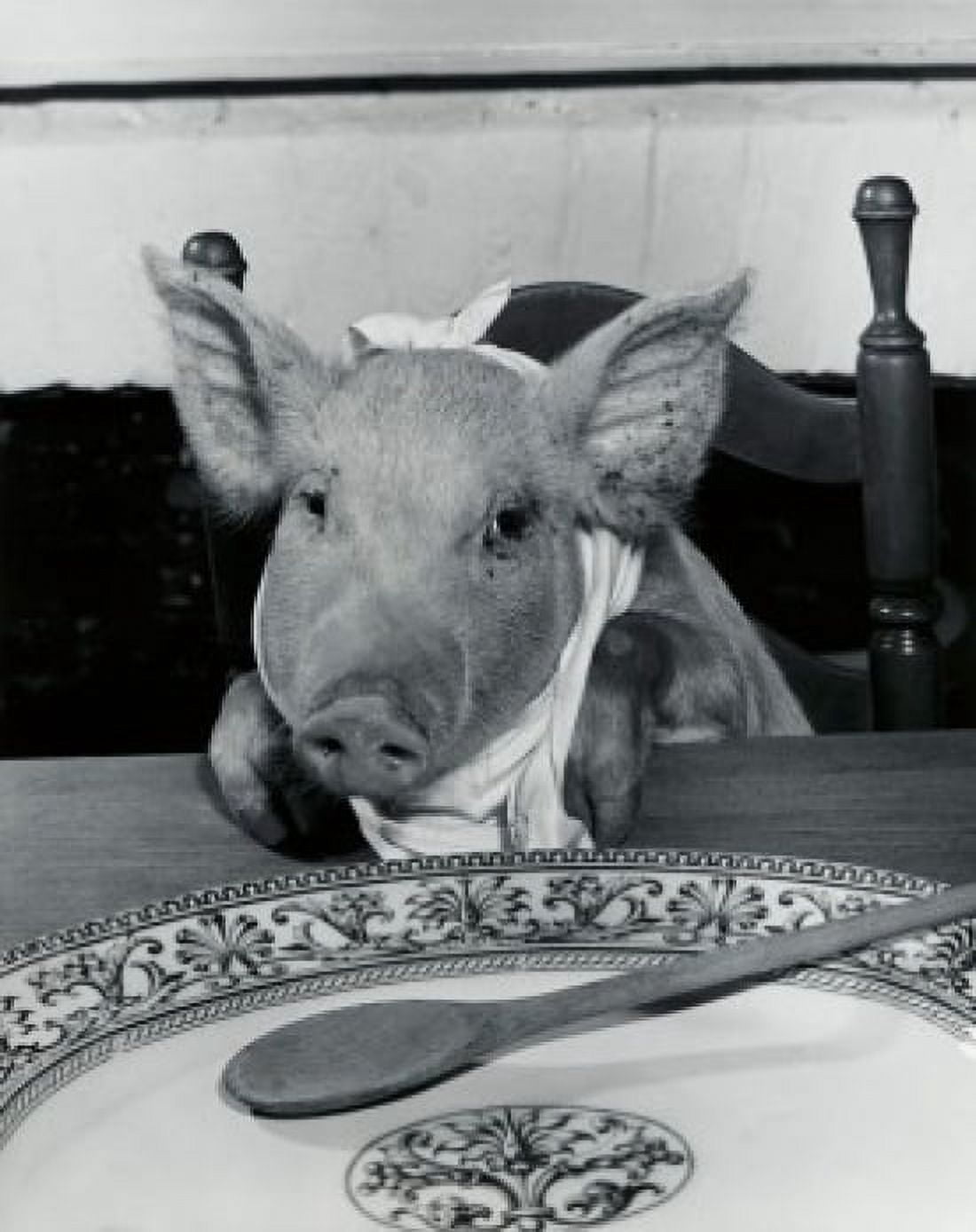 Close-up of a pig sitting at a dining table (Sus Scrofa) Canvas Art -  (18 x 24)