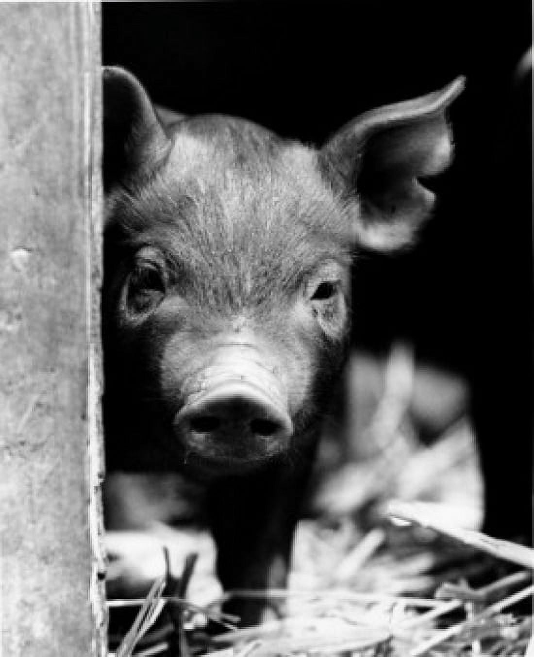 Close-up of a pig standing in a doorway Canvas Art - (18 x 24)