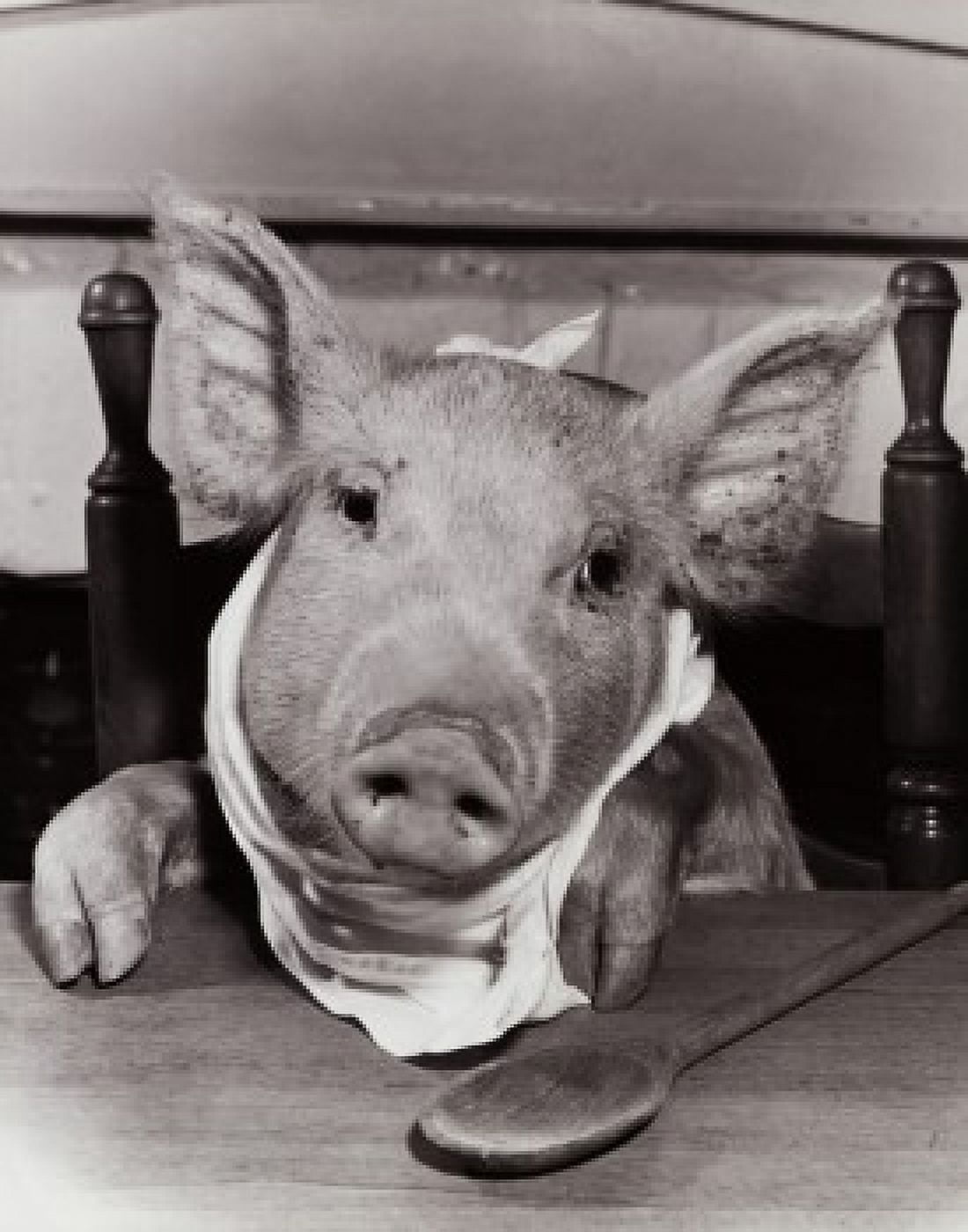 Close-up of a pig wearing a bib Canvas Art - (18 x 24)