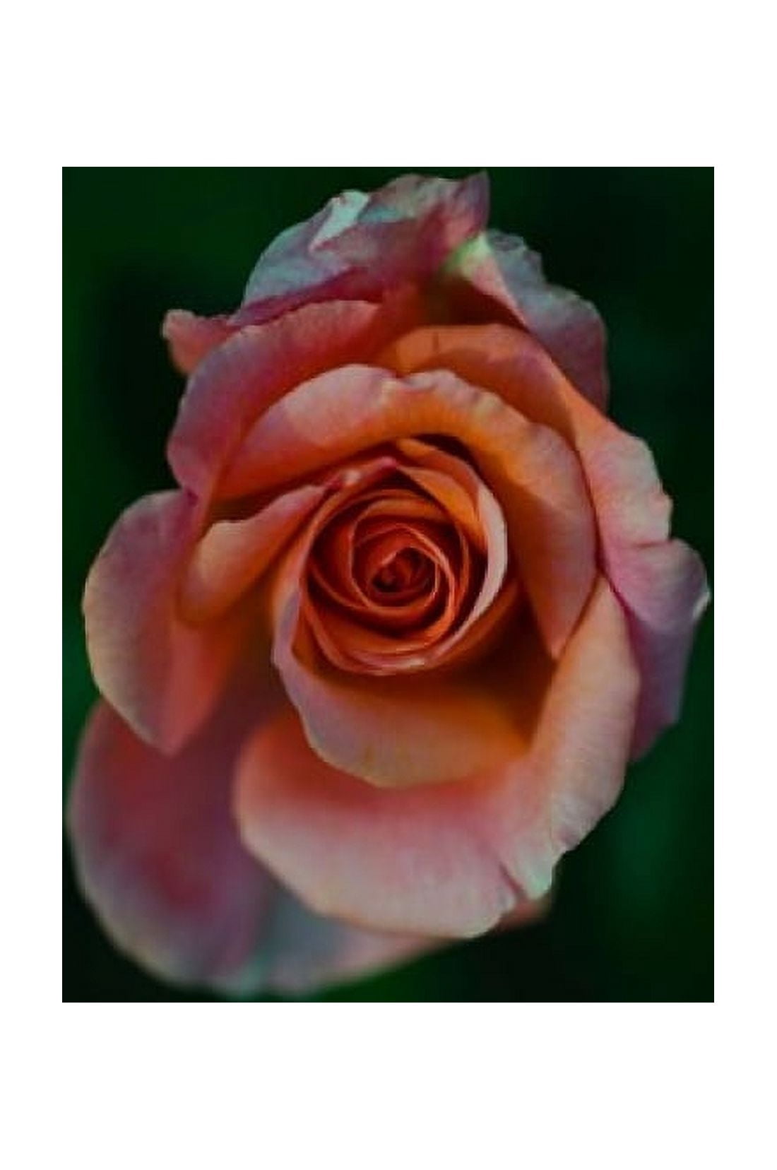 Close-up of a pink rose Beverly Hills Los Angeles County California USA Canvas Art - Panoramic Images (24 x 36)