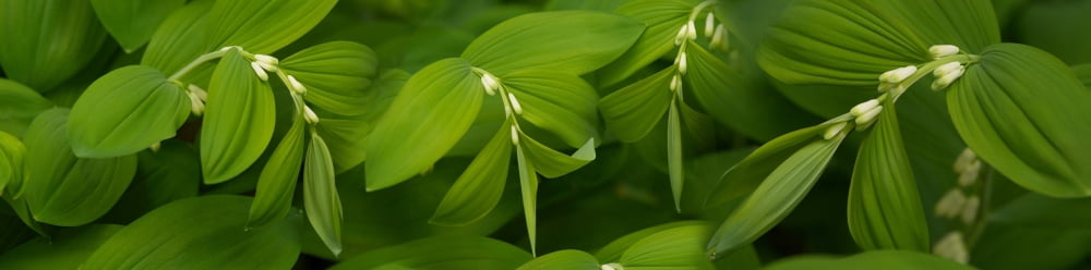 Close-up of a plant Canvas Art - Panoramic Images (36 x 12)