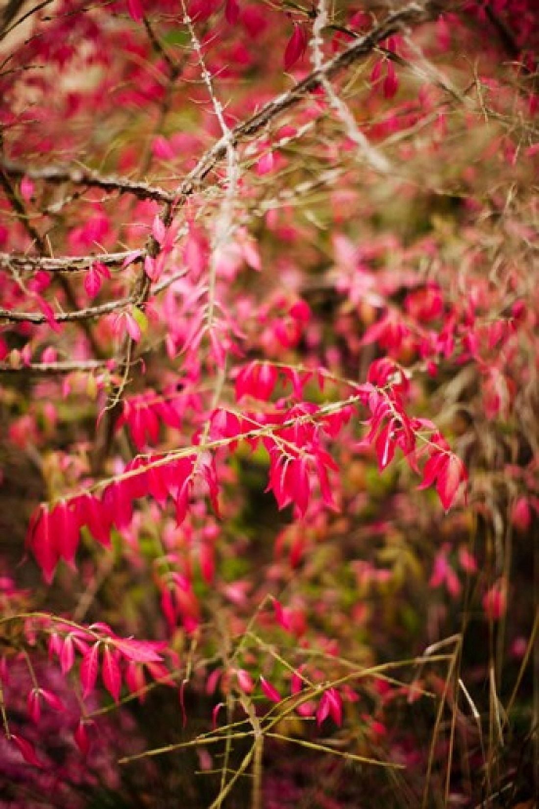Close-up of a plant in a garden in autumn Musee de lEcole de Nancy Nancy Meurthe-et-Moselle Lorraine France Canvas Art - Panoramic Images (24 x 36)
