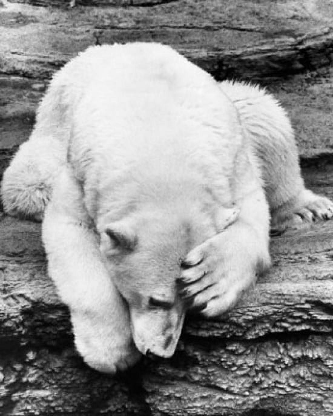 Close-up of a polar bear lying on a rock (Ursus maritimus) Canvas Art - (18 x 24)
