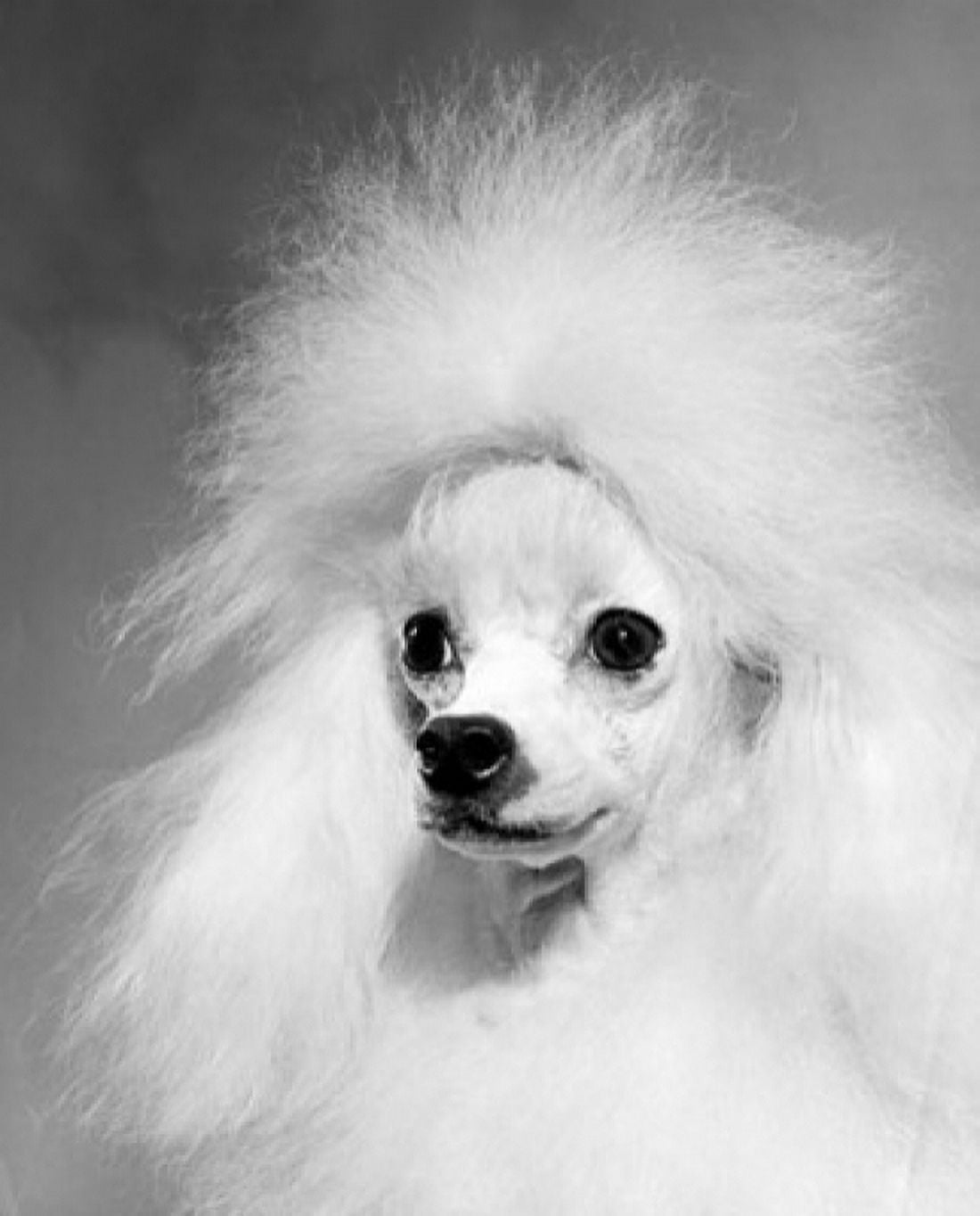 Close-up of a poodle Canvas Art - (24 x 36)