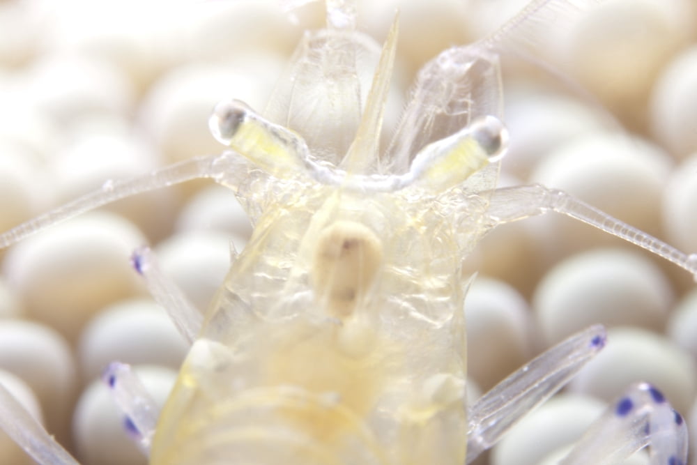 Close-up of a popcorn shrmp on an anemone Canvas Art - Terry MooreStocktrek Images (35 x 23)