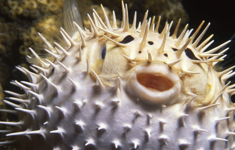 Close-up of a pufferfish Bonaire Netherlands Antilles Canvas Art - Beverly FactorStocktrek Images (18 x 12)