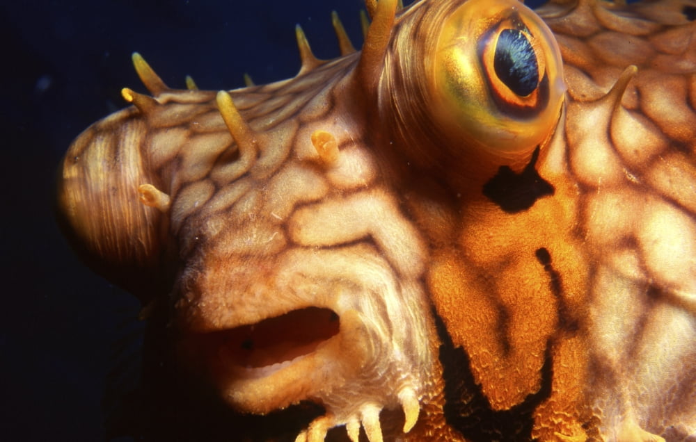 Close-up of a pufferfish face Bonaire Netherlands Antilles Canvas Art - Beverly FactorStocktrek Images (18 x 12)