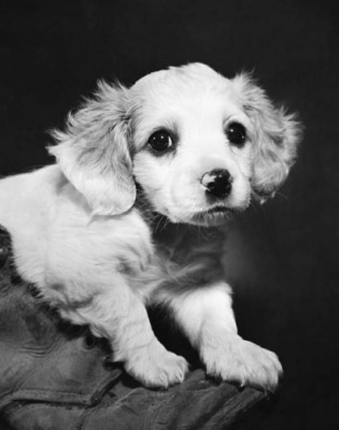Close-up of a puppy Canvas Art - (24 x 36)
