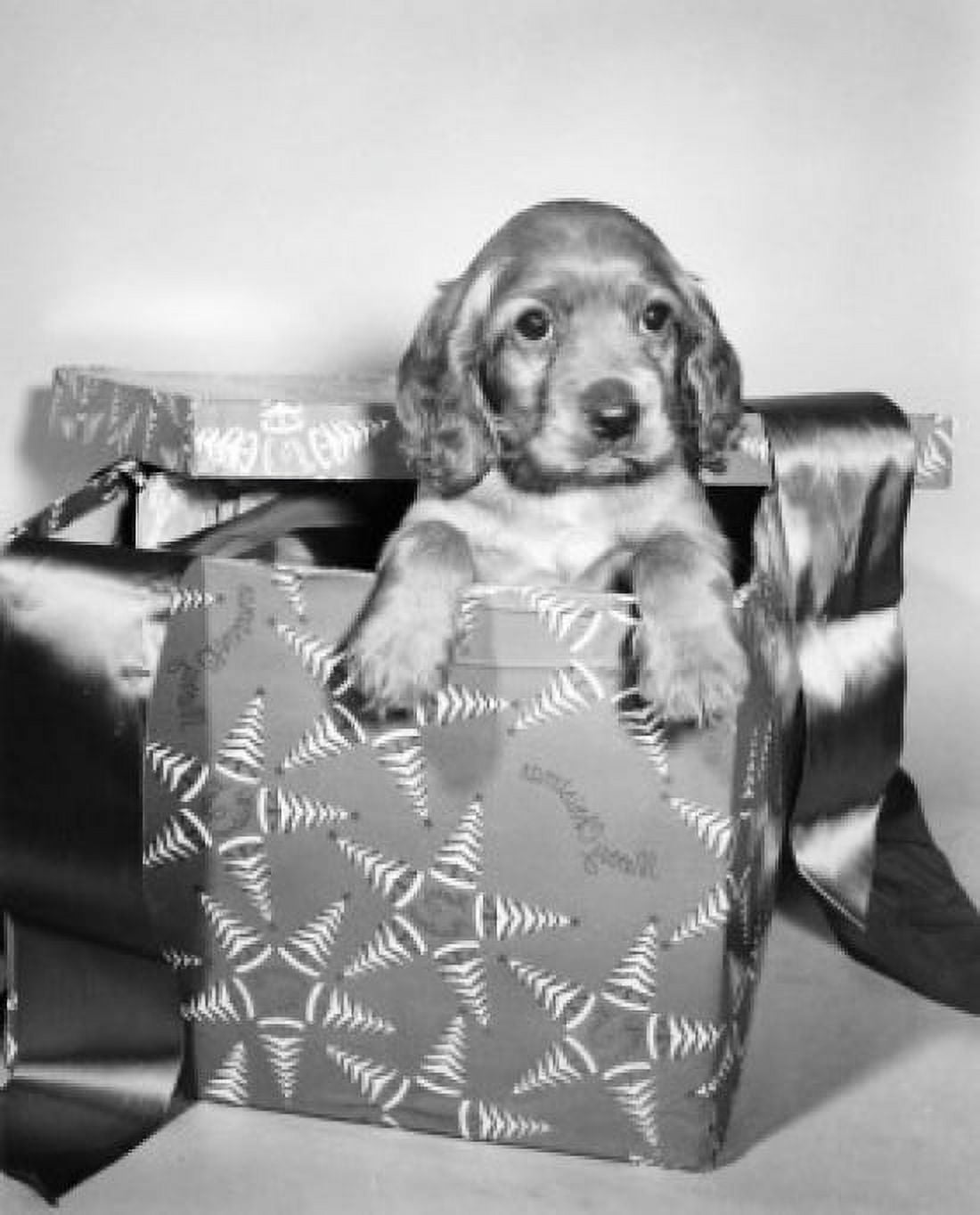 Close-up of a puppy in a Christmas present Canvas Art - (18 x 24)