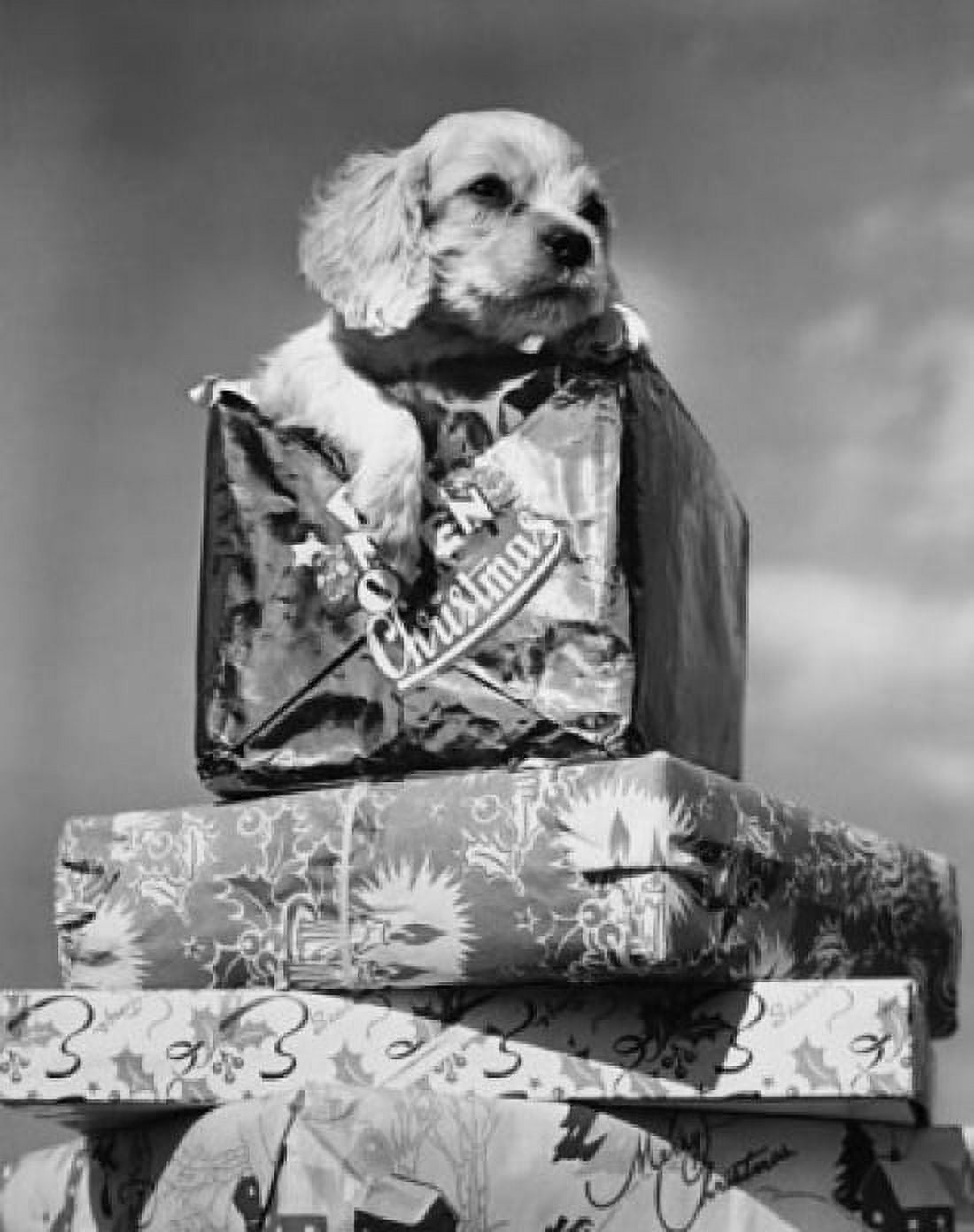 Close-up of a puppy on a stack of Christmas presents Canvas Art - (24 x 36)