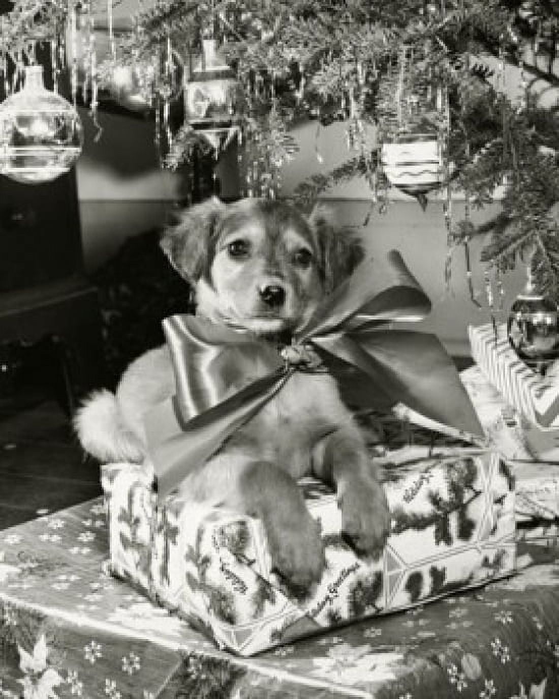 Close-up of a puppy sitting on a stack of Christmas presents Canvas Art - (24 x 36)