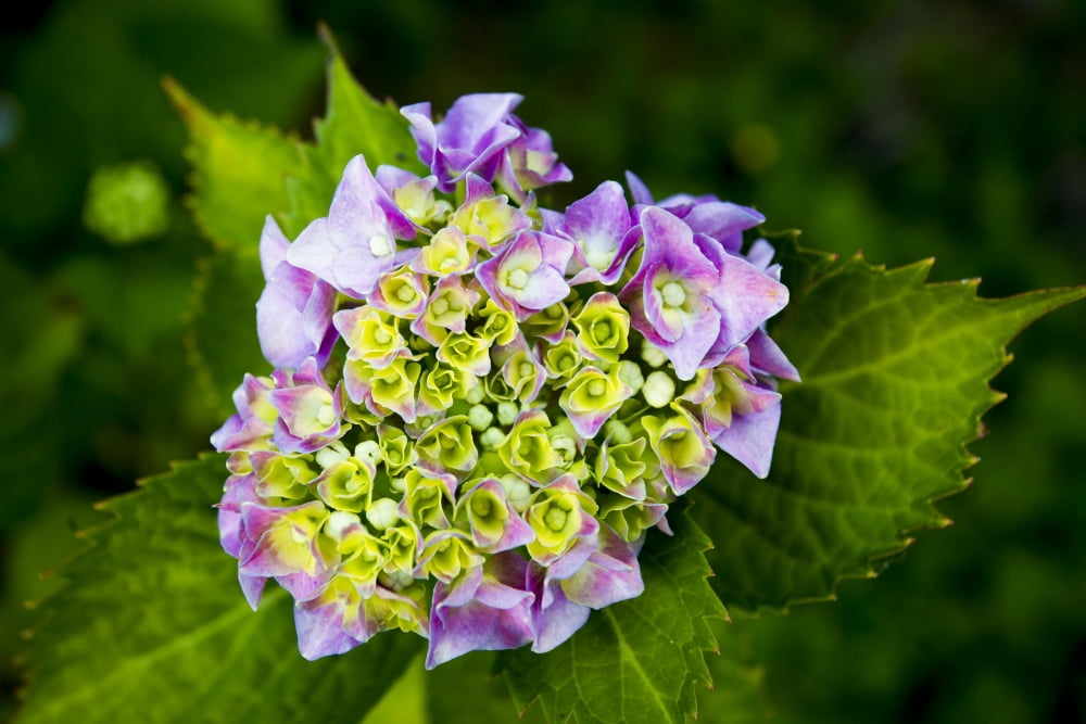 Close up of a purple hydrangea blossoming British Columbia Canada Canvas Art - Lorna Rande Design Pics (38 x 24)