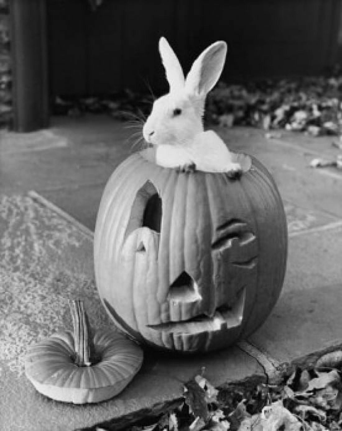 Close-up of a rabbit in a jack o lantern Canvas Art - (24 x 36)