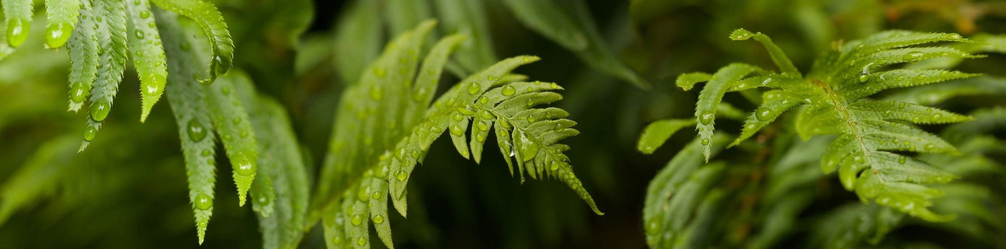 Close-up of a raindrops on fern leaves Canvas Art - Panoramic Images (27 x 9)