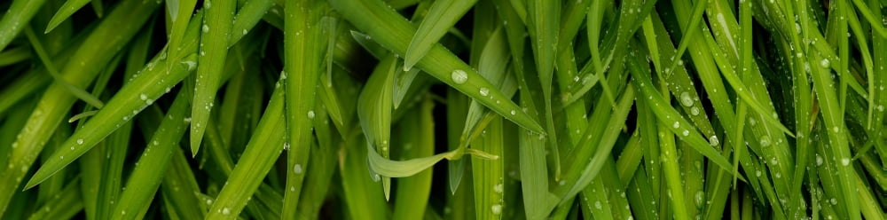 Close-up of a raindrops on grass Canvas Art - Panoramic Images (36 x 12)