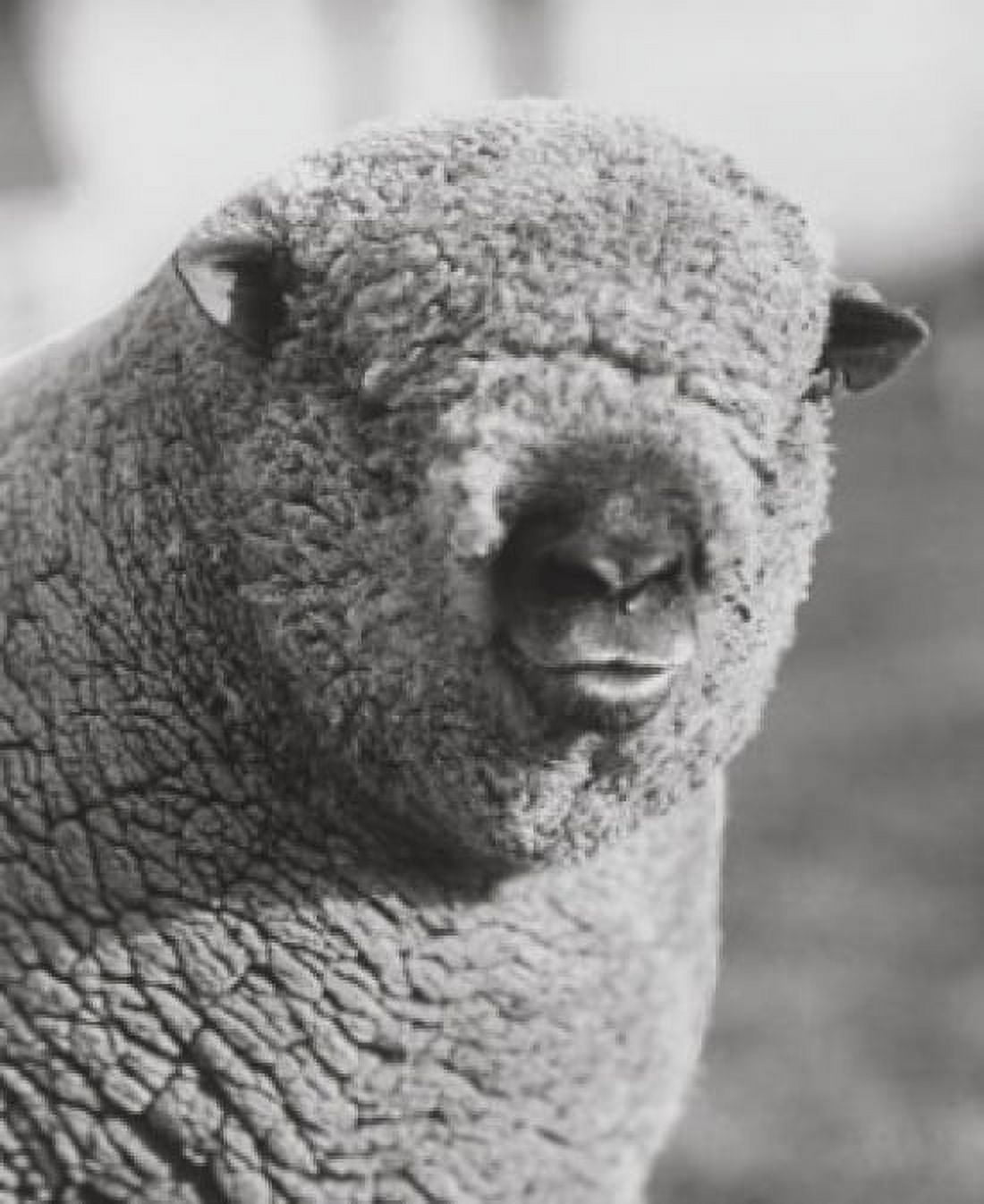 Close-up of a ram Canvas Art -  (18 x 24)