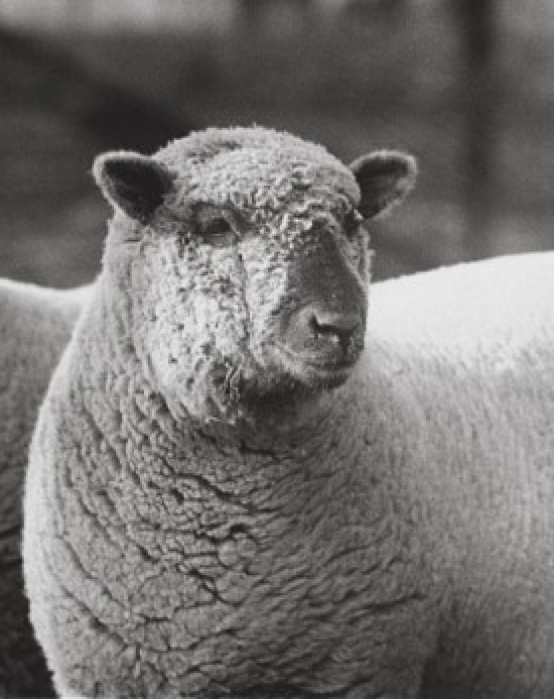 Close-up of a ram Canvas Art -  (18 x 24)