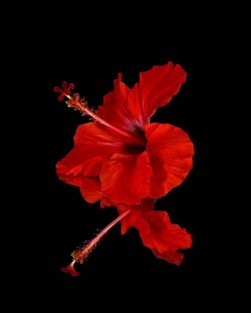 Close up of a red Hibiscus flower on a black background Maui Hawaii United States of America Canvas Art - Scott Mead Design Pics (26 x 34)