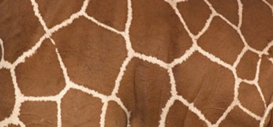 Close-up of a reticulated giraffe markings Canvas Art - Panoramic Images (24 x 12)