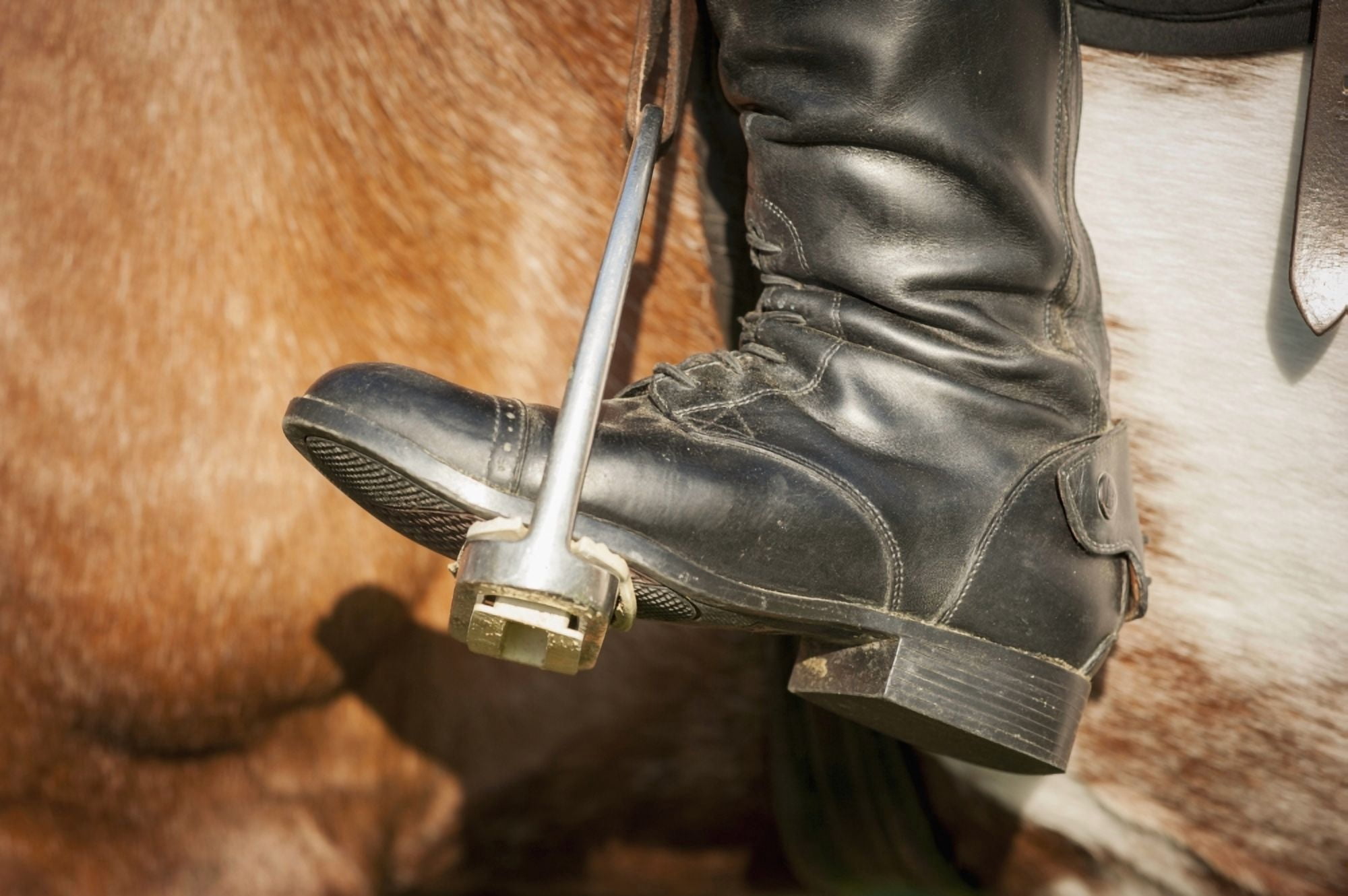 Close up of a riding boot in stirrups in Baltimore County Maryland United States of America Canvas Art - Remsberg Inc Design Pics (19 x 12)