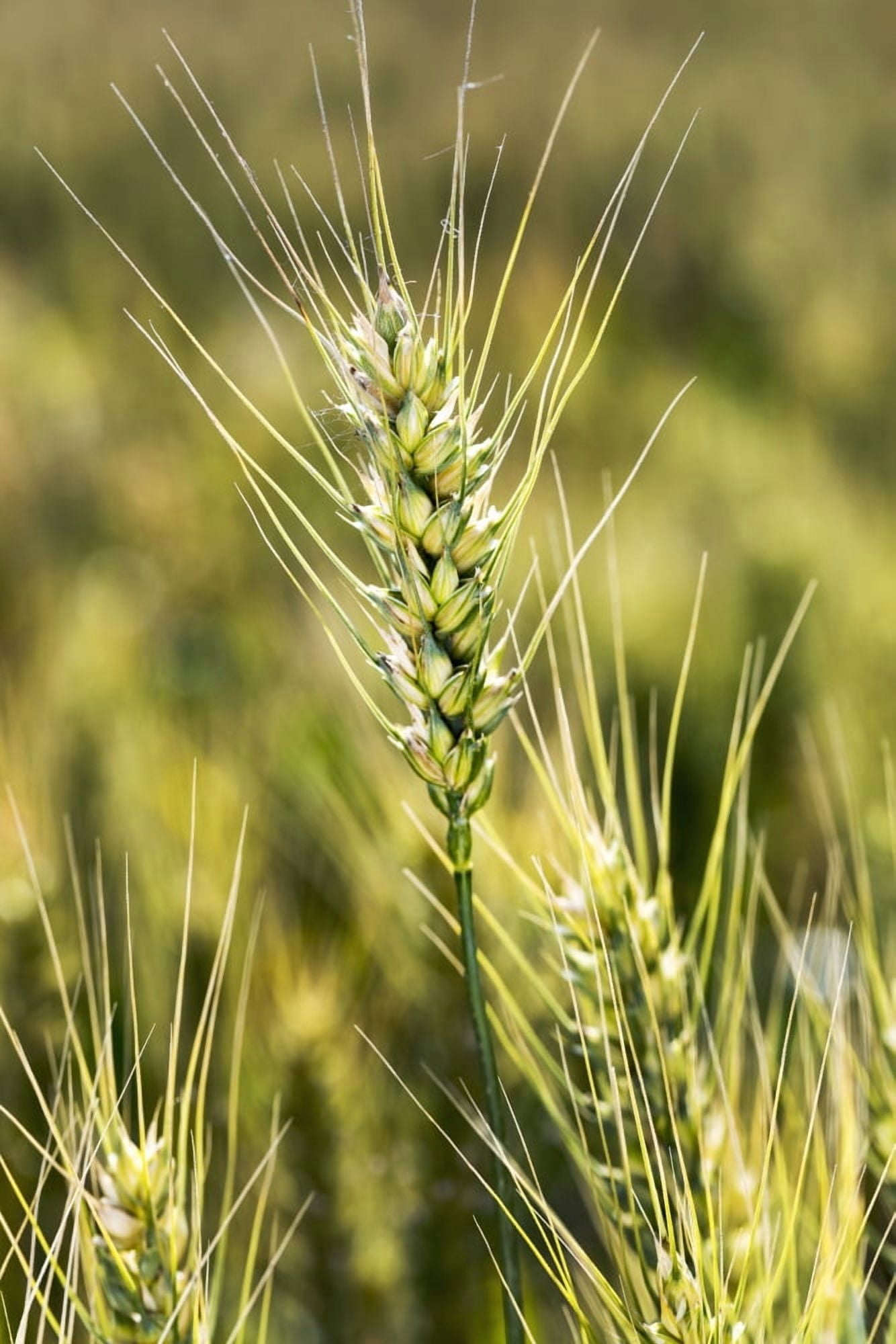 Close up of a ripening wheat head in a field Acme Alberta Canada Canvas Art - Michael Interisano Design Pics (12 x 19)