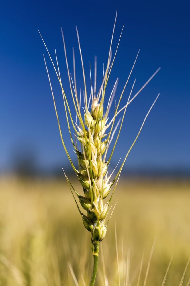 Close up of a ripening wheat head in a field with blue sky Acme Alberta Canada Canvas Art - Michael Interisano Design Pics (12 x 19)