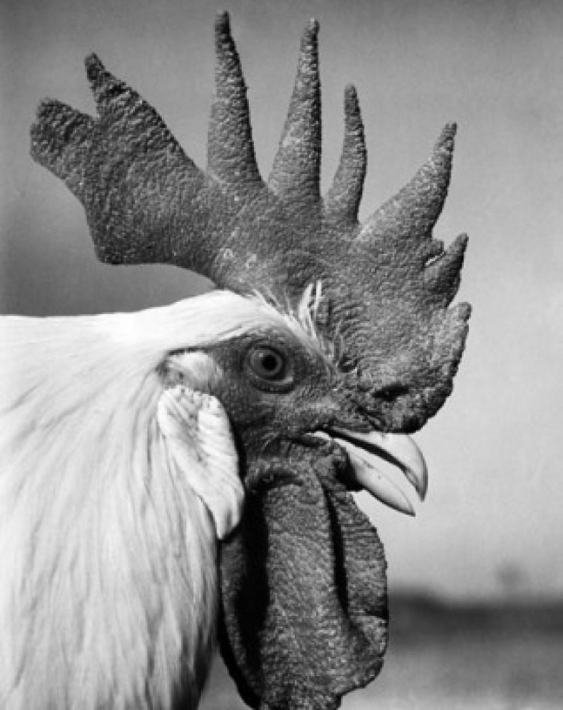 Close-up of a rooster Canvas Art - (18 x 24)
