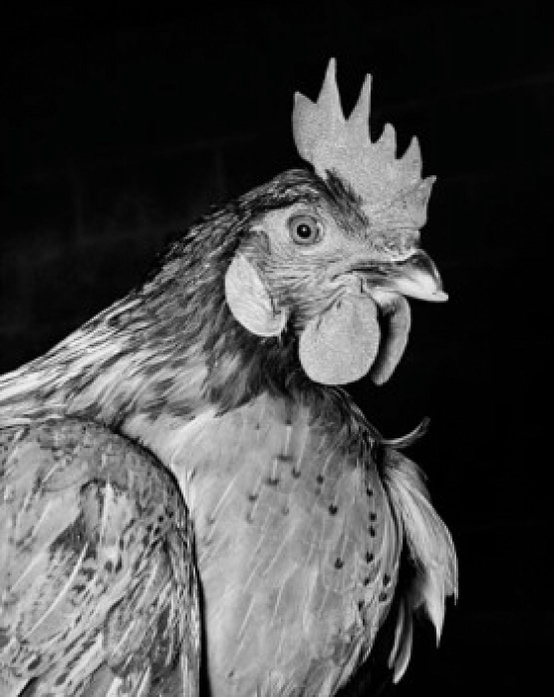 Close-up of a rooster Canvas Art - (18 x 24)