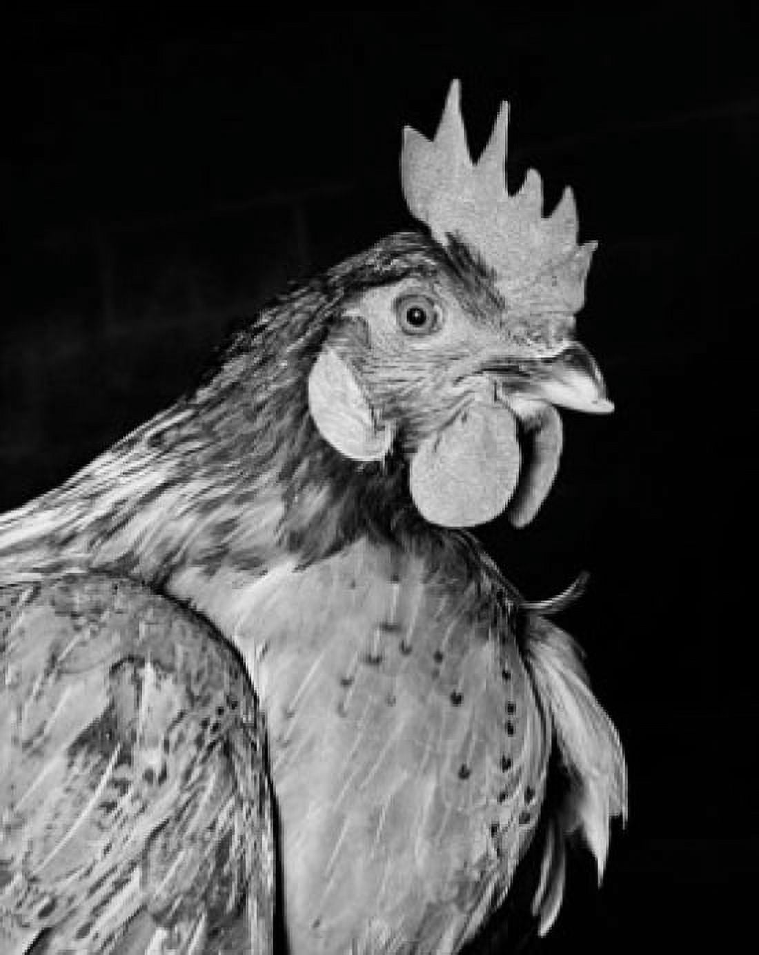 Close-up of a rooster Canvas Art - (24 x 36)
