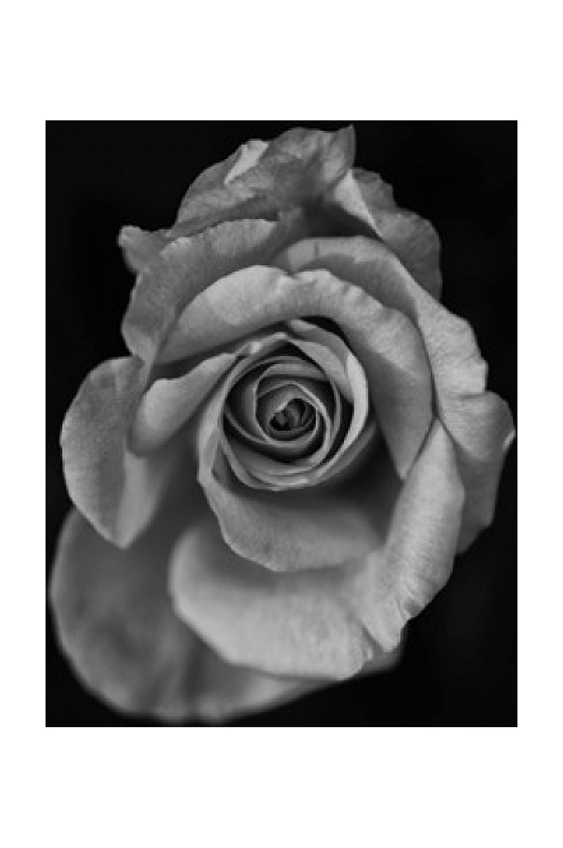 Close-up of a rose Canvas Art - Panoramic Images (24 x 36)