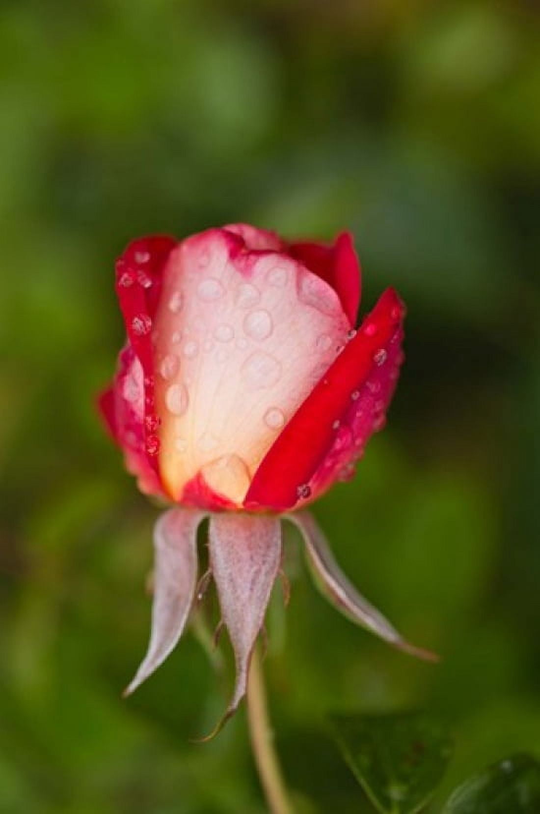 Close-up of a rose Glendale Los Angeles County California USA Canvas Art - Panoramic Images (24 x 36)