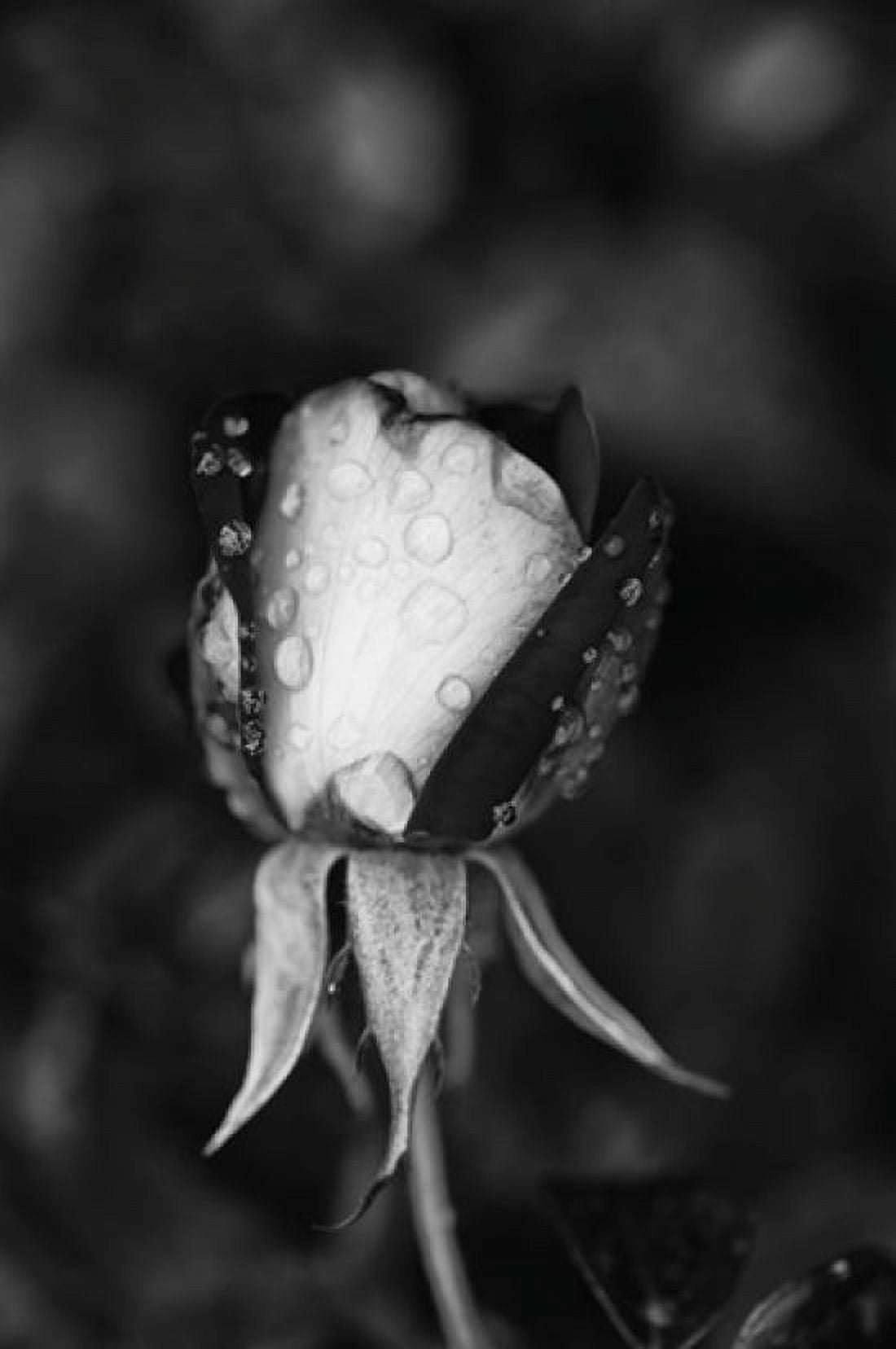 Close-up of a rose Glendale Los Angeles County California USA Canvas Art - Panoramic Images (24 x 36)