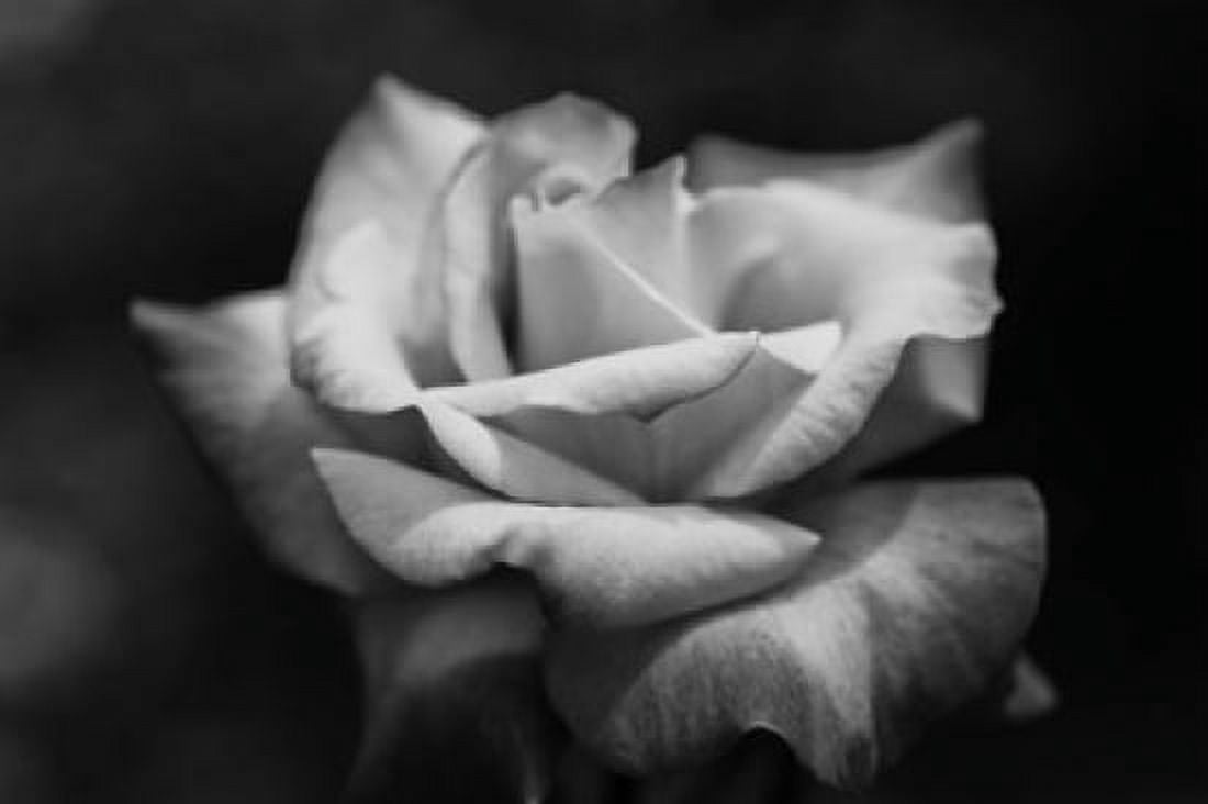 Close-up of a rose Los Angeles County California USA Canvas Art - Panoramic Images (36 x 24)