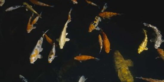 Close-up of a school of fish in an aquarium Japanese Koi Fish Capitol Aquarium Sacramento California USA Canvas Art - Panoramic Images (24 x 12)