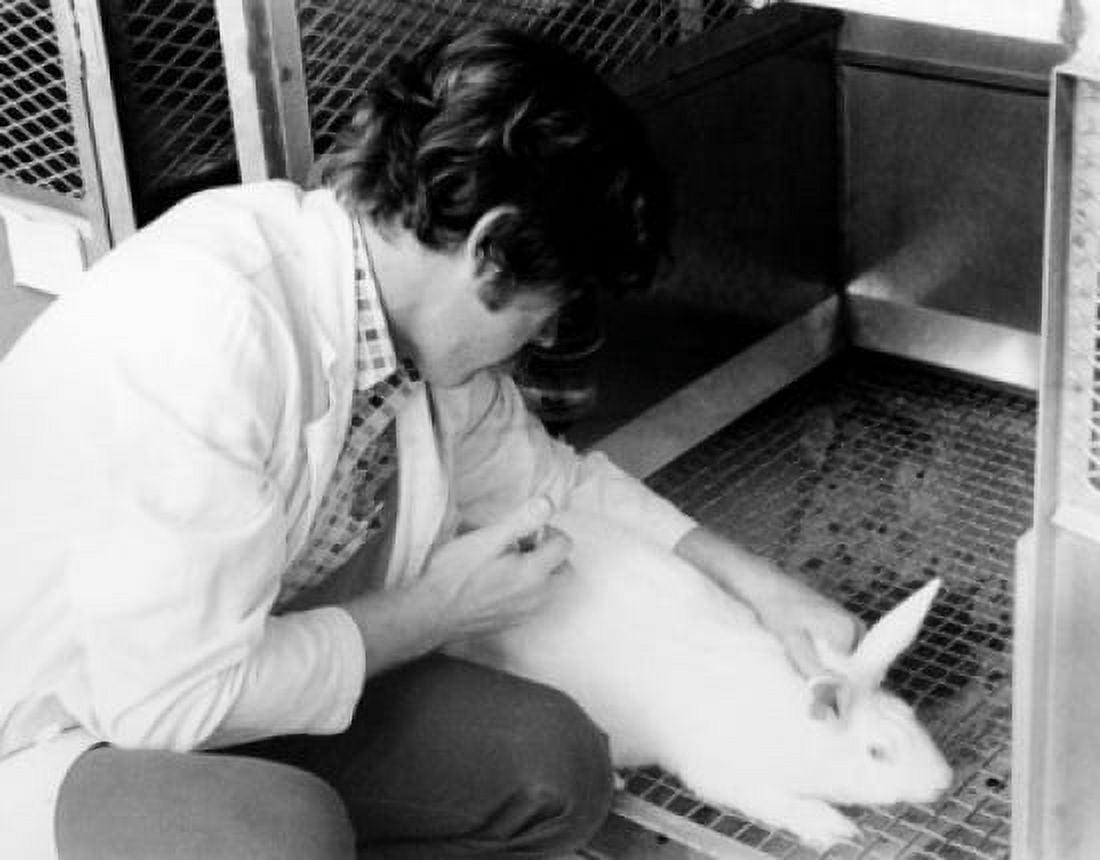 Close-up of a scientist injecting a rabbit Canvas Art - (24 x 36)