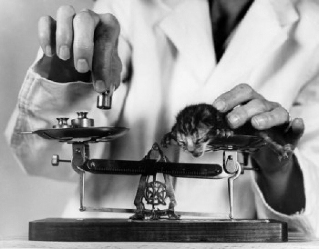 Close-up of a scientist weighing a newborn kitten Canvas Art - (24 x 36)