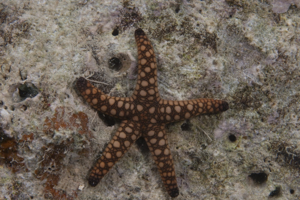 Close-up of a sea star Beqa Lagoon Fiji Canvas Art - Terry MooreStocktrek Images (35 x 23)