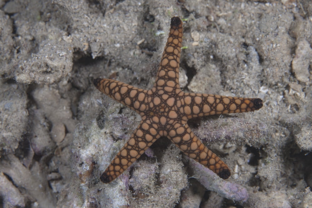 Close-up of a sea star Beqa Lagoon Fiji Canvas Art - Terry MooreStocktrek Images (35 x 23)