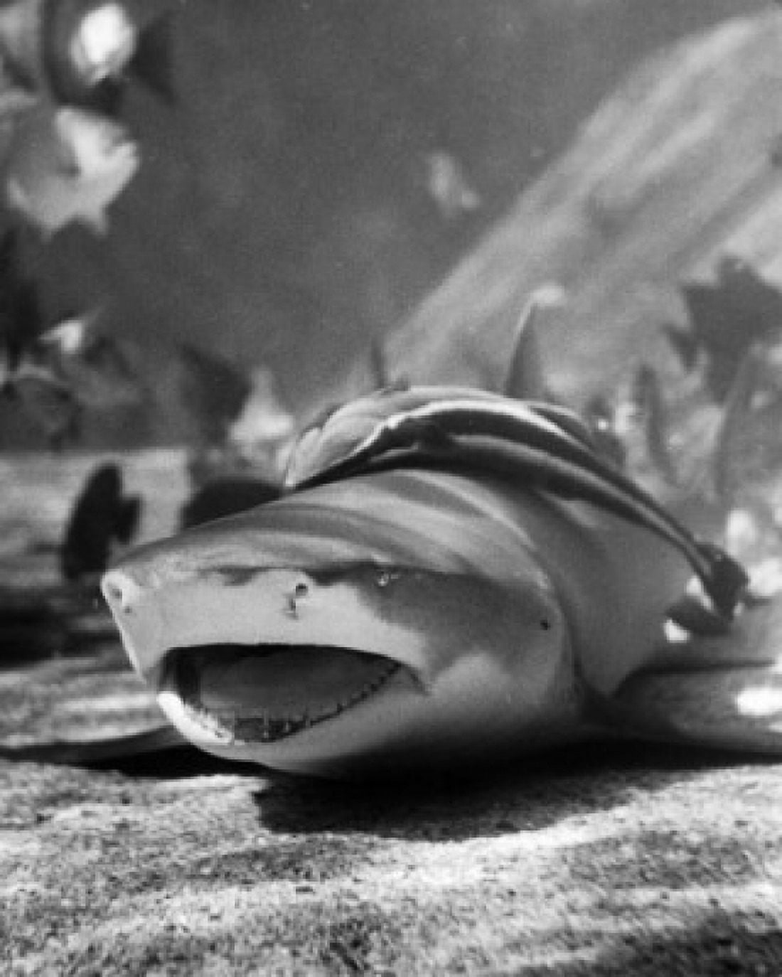 Close-up of a shark underwater Canvas Art - (18 x 24)