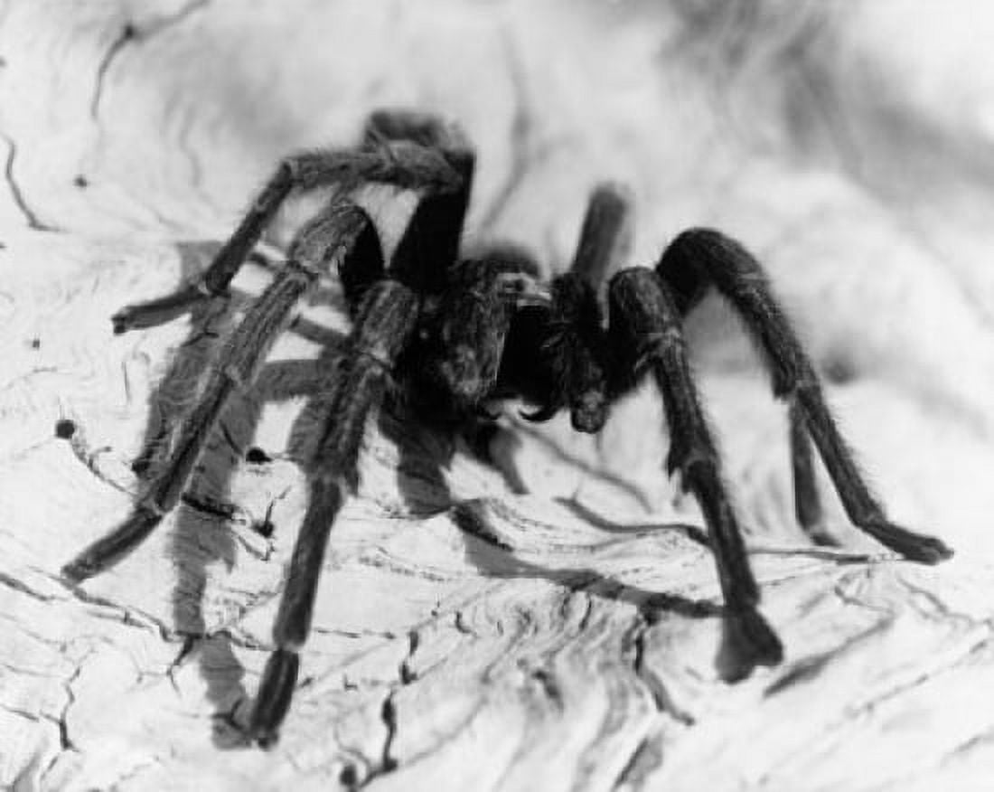 Close-up of a spider Canvas Art - (18 x 24)