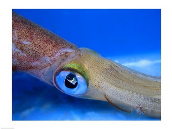 Close-up of a squid underwater Canvas Art - (24 x 18)